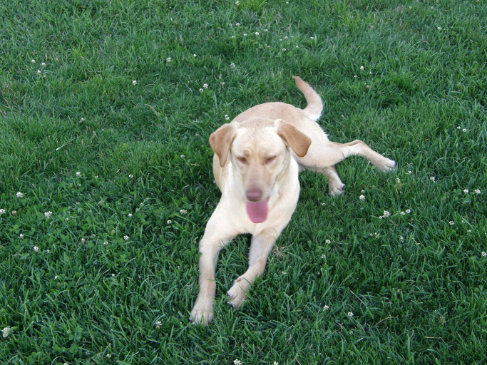 lying-down-in-clover